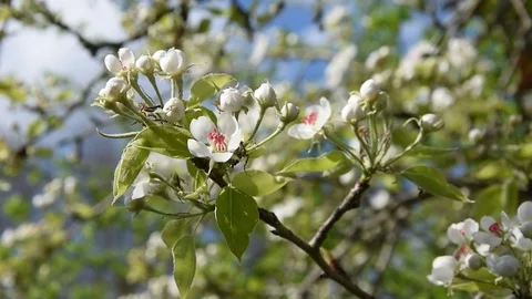 Pear blossom Stock Footage 73933934
