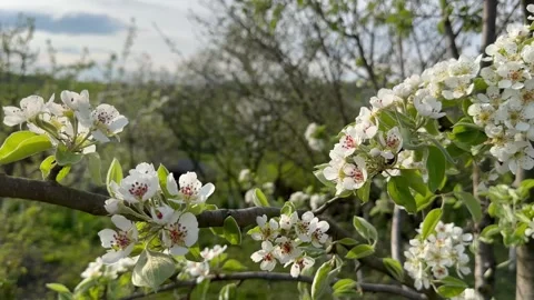 Pear blossom Stock Footage 240344011