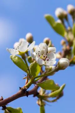 Pear blossom Stock Photos
