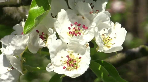 Pear blossom (Pyrus communis) Stock Footage 50366905