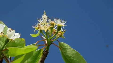 Pear blossom set to fruit after pollination Stock Footage 49736027