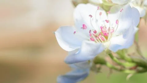Pear blossom, spring background with pear flowers for design on the theme of Stock Photos