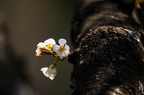 Pear Blossom Spring Bark Macro Bulgaria Stock Photos