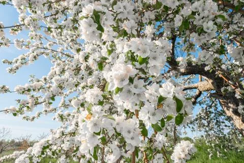 Pear blossom in spring Stock Photos