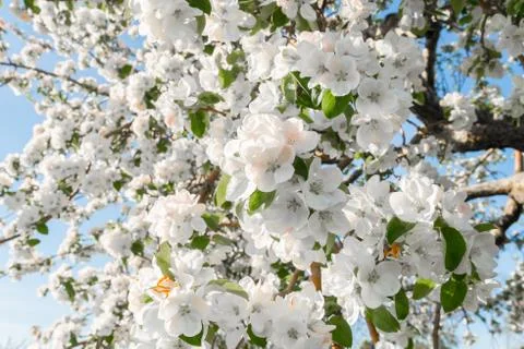 Pear blossom in spring Stock Photos