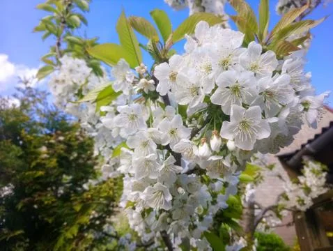 Pear blossom in spring Stock Photos