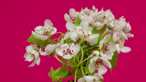 Pear Blossom Timelapse Rotating on Red Stock Footage 194753483