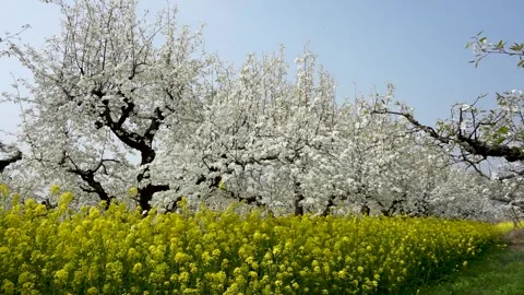 Pear blossoms and rape flowers in full bloom in the pear orchard in spring. Stock Footage 334895237