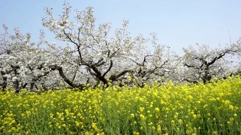 Pear blossoms and rape flowers in full bloom in the pear orchard in spring. Stock Footage 335107424