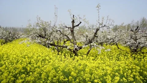 Pear blossoms and rape flowers in full bloom in the pear orchard in spring. Stock Footage 335107587