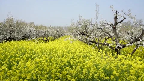 Pear blossoms and rape flowers in full bloom in the pear orchard in spring. Stock Footage 335107588
