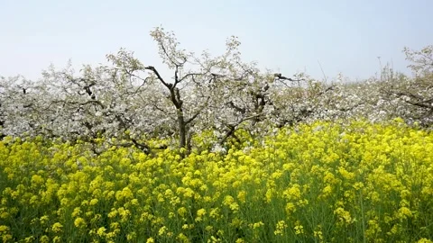 Pear blossoms and rape flowers in full bloom in the pear orchard in spring. Stock Footage 335107589