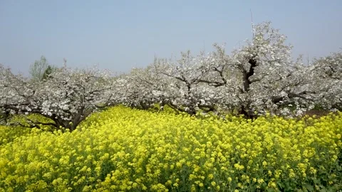 Pear blossoms and rape flowers in full bloom in the pear orchard in spring. Stock Footage 335107621