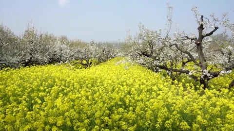 Pear blossoms and rape flowers in full bloom in the pear orchard in spring. Stock Footage 335107649