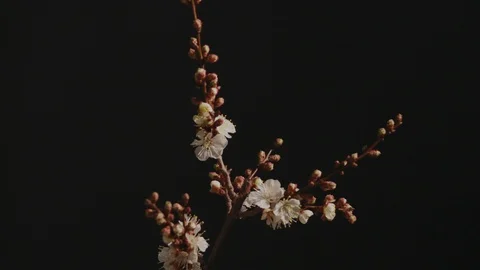 Pear blossoms begin to open in early spring, 4K. Stock Footage 111027330