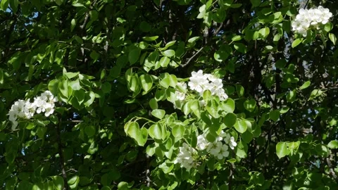 Pear blossoms. Flowering tree in spring. A large inflorescence. Nature in spring Vídeos de archivo 243491186