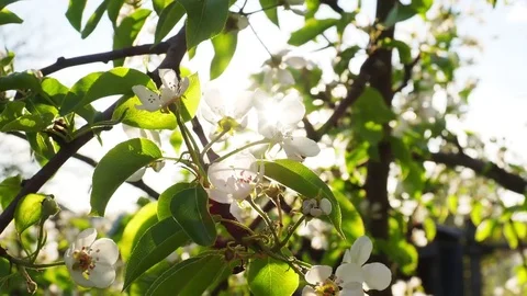Pear blossoms Stock Footage 82986012