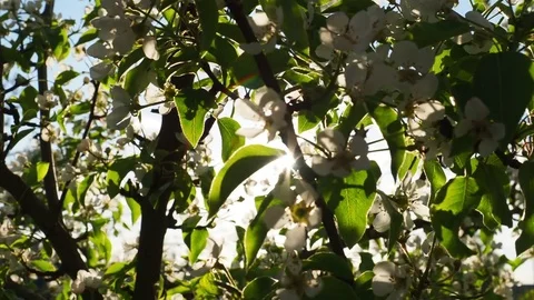 Pear blossoms Stock Footage 82986030
