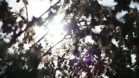 Pear blossoms Stock Footage 82986132