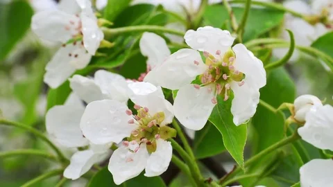 Pear blossoms Stock Footage 82986337