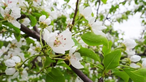 Pear blossoms Stock Footage 82986447