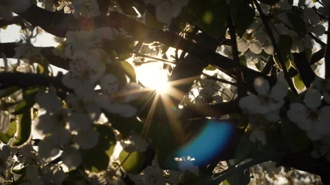 Pear Blossoms Glowing in Warm Evening Sun Stock Footage 332212681
