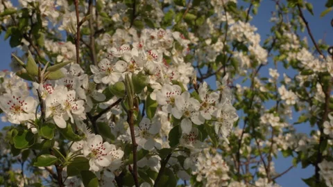 Pear Blossoms Illuminated by Warm Sunset Light Stock Footage 332211893