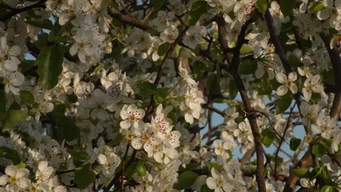 Pear Blossoms Lit by Warm Evening Sunlight Stock Footage 332211551