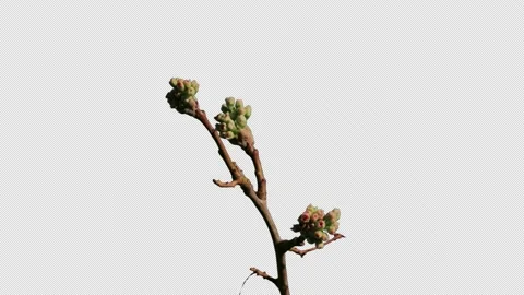 Pear blossoms open in alpha channel, 4K. Stock Footage 196925586