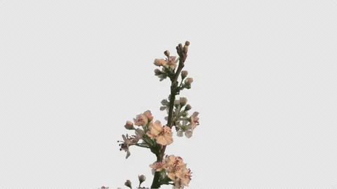 Pear blossoms open, time lapse, alpha channel, 4K. Stock Footage 196925025