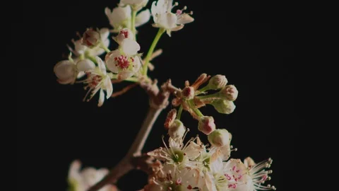 Pear Blossoms opening up in spring in time lapse, 4K. Stock Footage 112250794