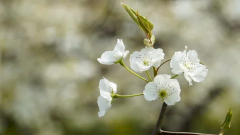Pear blossoms in the pear orchard in spring Stock Footage 152775868