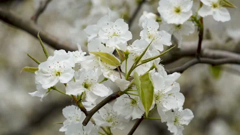 Pear blossoms in the pear orchard in spring Stock Footage 152776216