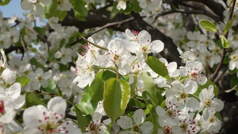 Pear Blossoms in Sunlight Close-Up Stock Footage 332207479