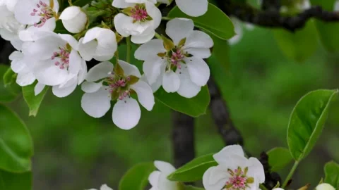 Pear blossoms in the wind Stock Footage 263588604