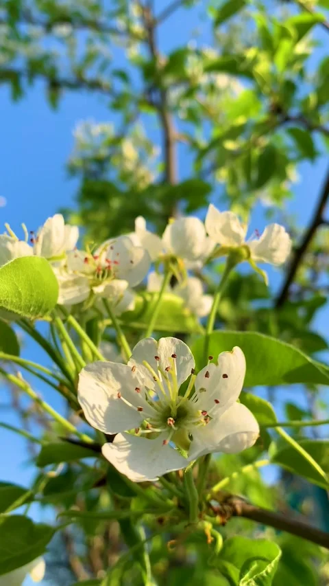 PEAR BLOWING Stock Footage 276634369