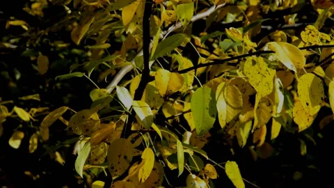 Pear branch in autumn Stock Footage 235699718