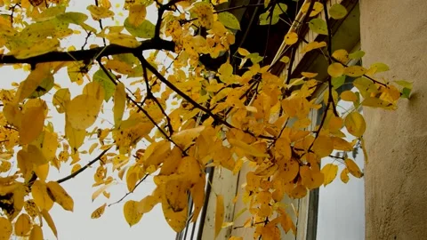 Pear branch in autumn Stock Footage 235768708