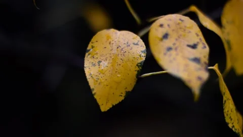 Pear branch in autumn Stock Footage 271209445