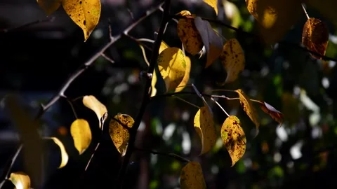 Pear branch in autumn Stock Footage 271212933