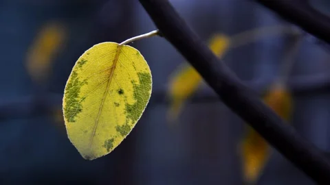 Pear branch in autumn Stock Footage 271214080