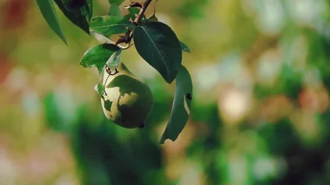 Pear on a branch close up Video stock 278064793