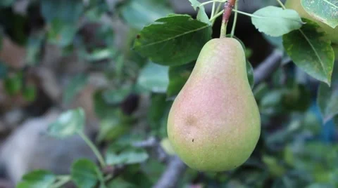The pear on a branch Stock-Footage 54352926