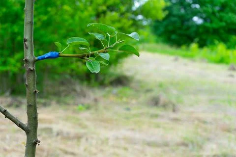 A pear branch is grafted onto a young tree. Copy space Stock Photos