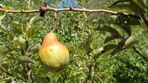 Pear on branch in orchard Stock Footage 93989282