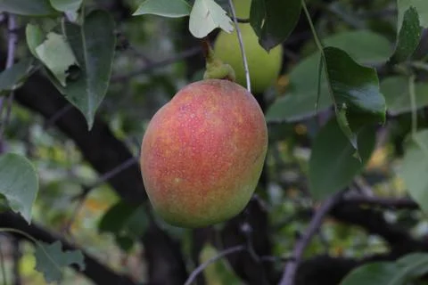 Pear on a branch Stockfoto's