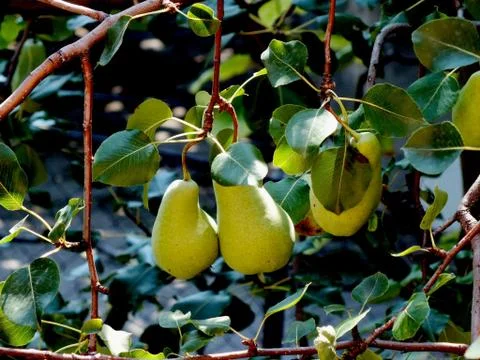 Pear On The Branch Stock Photos