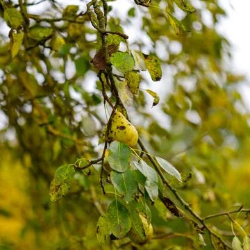 Pear on a Branch Stock Photos