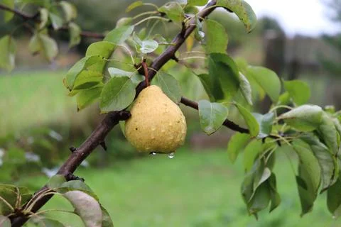 Pear on a branch in raindrops Stock Photos