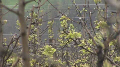 Pear branches in blooming Stock-Footage 36993094